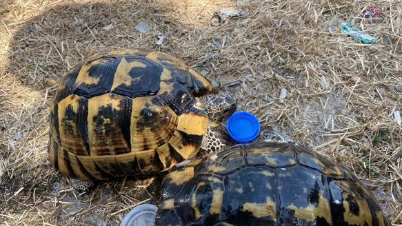İzmir’de çıkan orman yangını kontrol altında