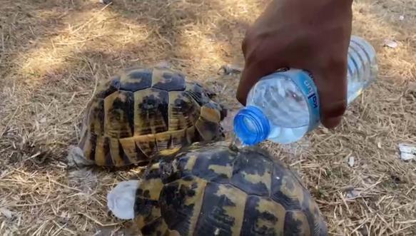 İzmir’de çıkan orman yangını kontrol altında