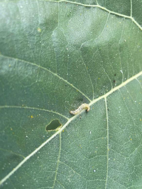 İstanbulda 4 ilçede çayır tırtılı alarmı; 25 bin dekarlık alanda etkili oldu