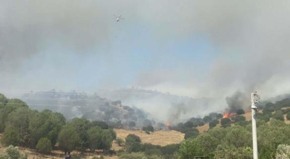 Aydında orman yangını