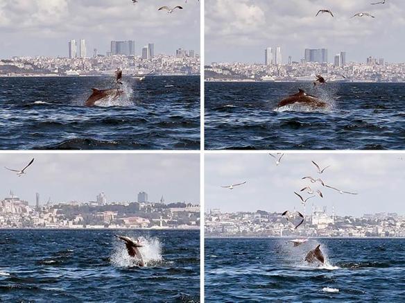 Marmara Denizinde yunusun Yavru öldürme davranışı bilimsel makaleye konu oldu