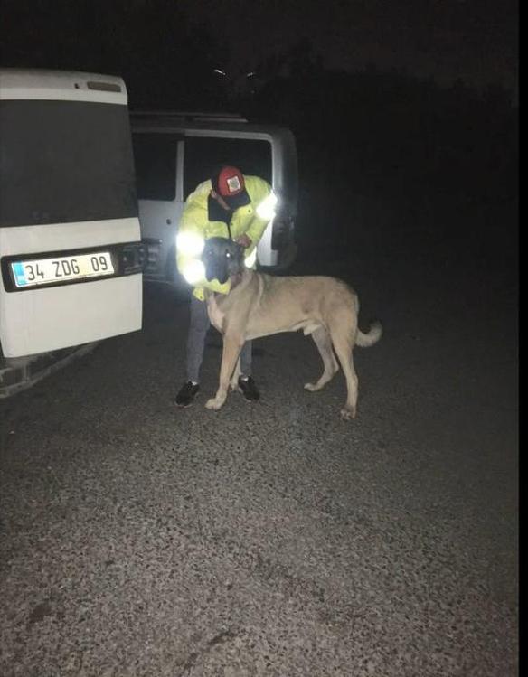 Sarıyerde bahisle köpek dövüştürenlere baskın: 25 gözaltı