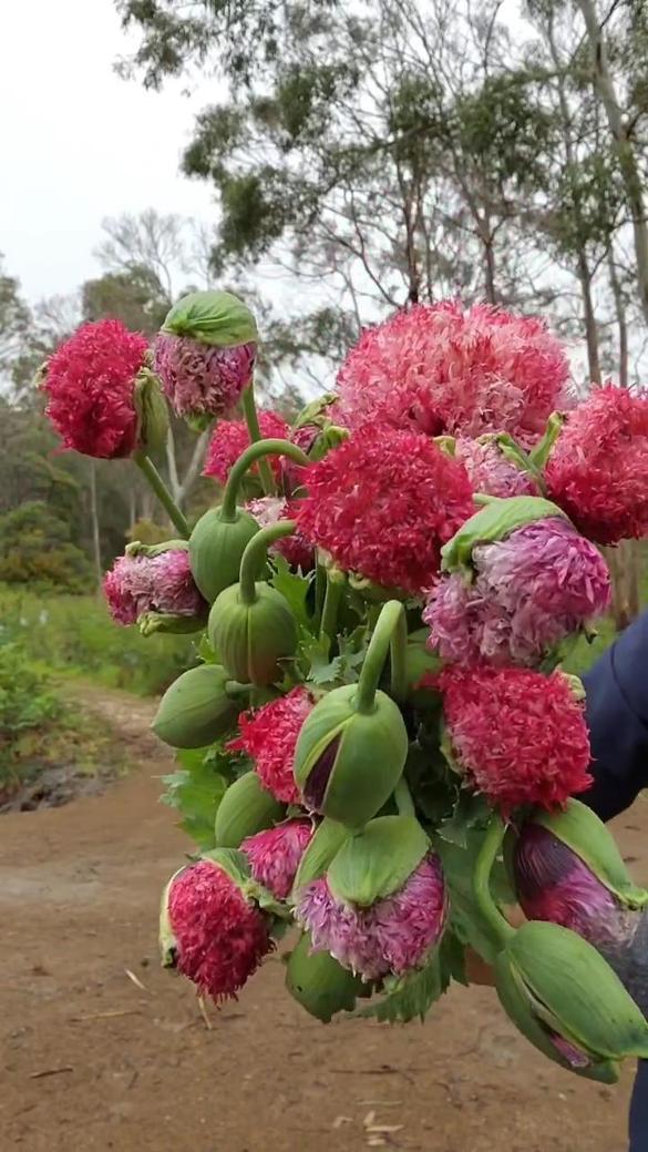 Düğünler için dekoratif çiçek yetiştirdiğini düşünürken yasaklı haşhaş yetiştirdi