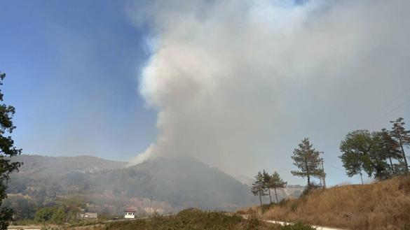 Düzcede orman yangını kontrol altında