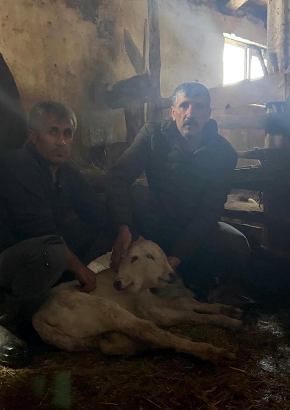 Erzurumda çift başlı buzağı dünyaya geldi