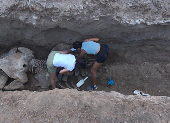 Mersinde 4 yıl önce toprağa gömülen Fin balinasının iskeleti gün yüzüne çıkıyor