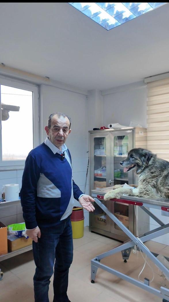 Otomobilin üzerinden geçtiği köpeğin vücudunda yüzlerce saçma izine rastlandı