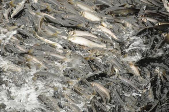 Dr. Öğretim Üyesi Akkuş: Van Gölündeki balık stoku arttı