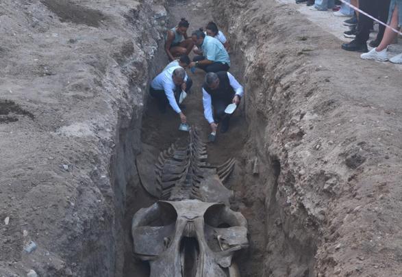 Mersinde 4 yıl önce toprağa gömülen Fin balinasının iskeleti gün yüzüne çıkıyor