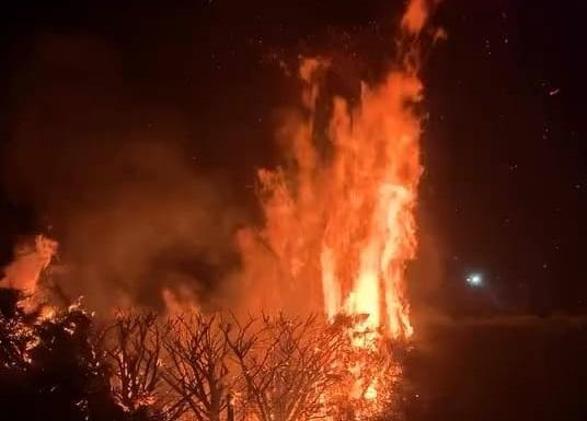 Parkta çıkan yangında ağaç zarar gördü