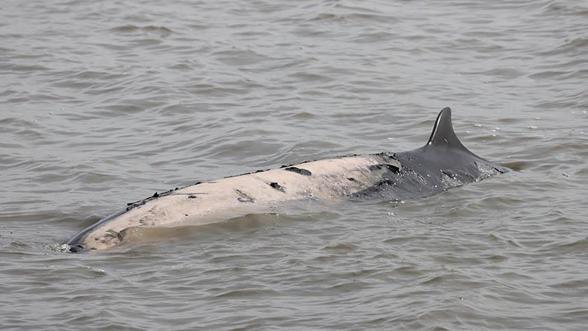 Bir haftada 6 gri balina ölü bulundu