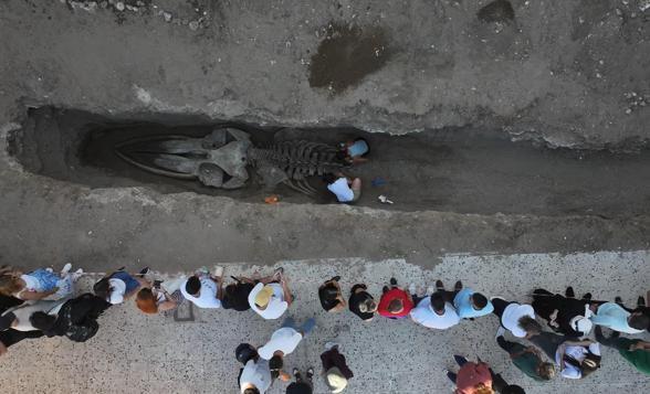 Mersinde 4 yıl önce toprağa gömülen Fin balinasının iskeleti gün yüzüne çıkıyor