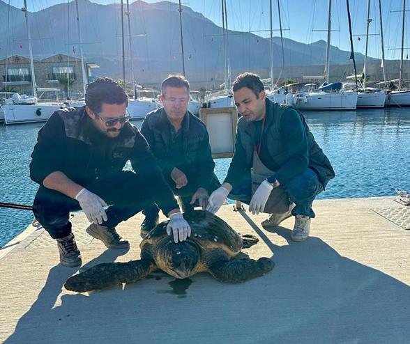 Muğla’da yaralı caretta caretta, tedaviye alındı