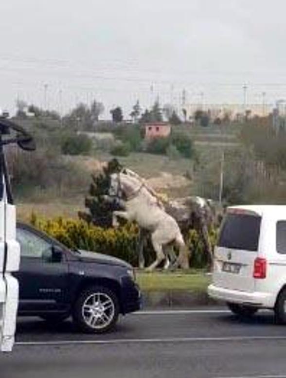 Nevşehirde maket atları gören at, şaha kalktı