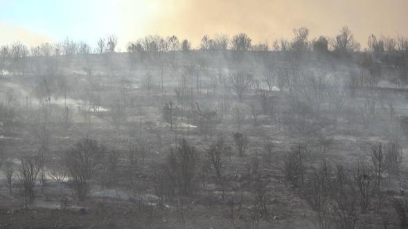 Kocaelide çıkan orman yangını kontrol altında