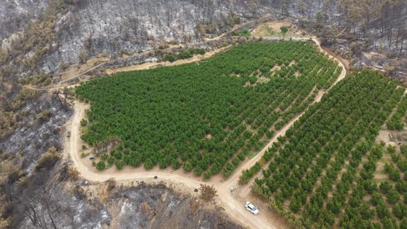 Bursa’da yanan ormanlar dronla görüntülendi; soğutma çalışmaları sürüyor