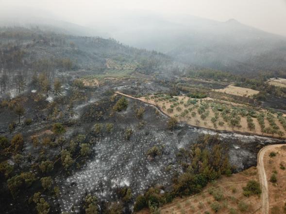 Sakaryada orman yangını 2nci gününde