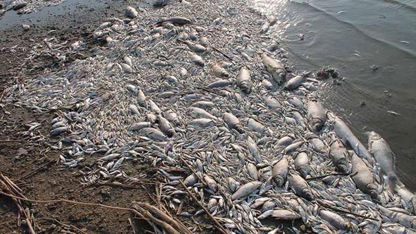 Manyas Gölü'nde ağlara ölü balıklar takıldı