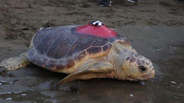 'Tuba'nın da aralarında bulunduğu 7 deniz kaplumbağası tekrar denizle buluştu