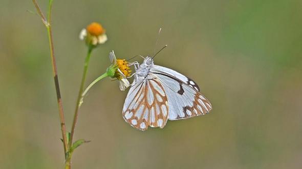 Güneydoğu’da ‘beyaz öncü kelebek’ zamanı
