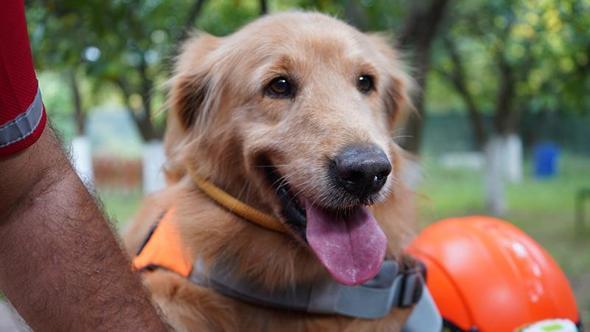 'Evcil köpekler de arama kurtarma timlerinde yer alabilir'