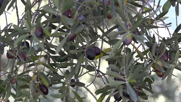 Artvin’in ödüllü ‘Butko’ zeytininde hasat sürüyor