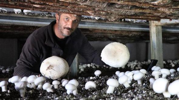 Metropol hayatını bıraktı, memleketinde mantar üretim çiftliği kurdu