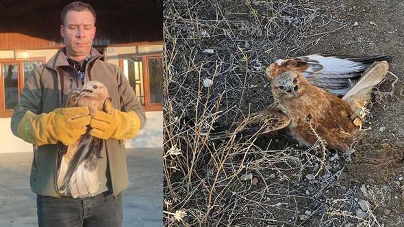 Yaralı halde bulunan kızıl şahin, tedaviye alındı