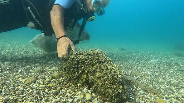 İstilacı istiridye ve midyeler, yerli deniz kestanelerinin yerini aldı