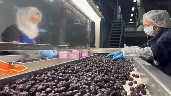 Mehmetçiğin kumanya zeytini, özel olarak seçilip laboratuvarda inceleniyor