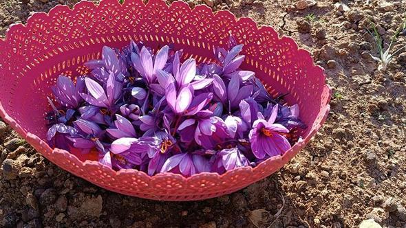 Batman’da fıstığa alternatif olarak ektiği safrandan yüksek verim aldı