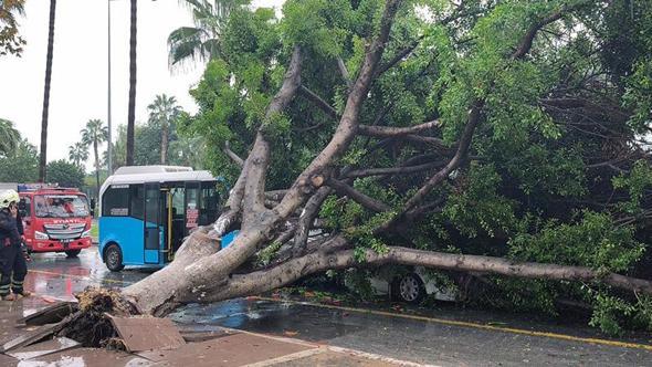 Mersin'de kökünden sökülen ağaç, seyir halindeki araçların üzerine devrildi