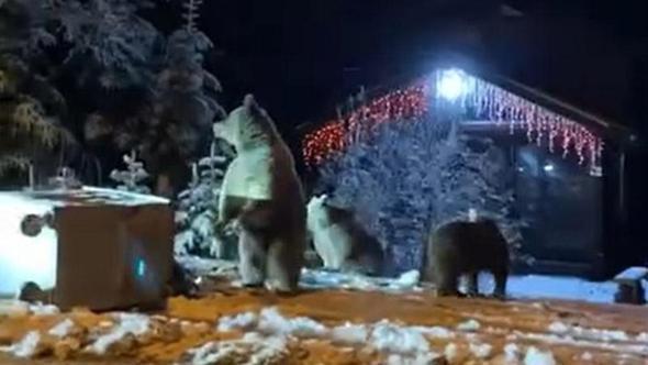 Ayılara kar topu attılar