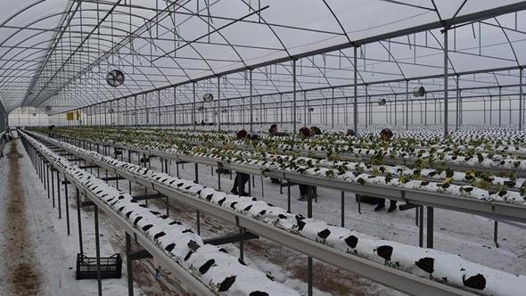 4 bin metrekarelik serada dört mevsim topraksız çilek üretiyor