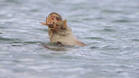 Su samuru, Bostancılar Göleti'nde görüntülendi