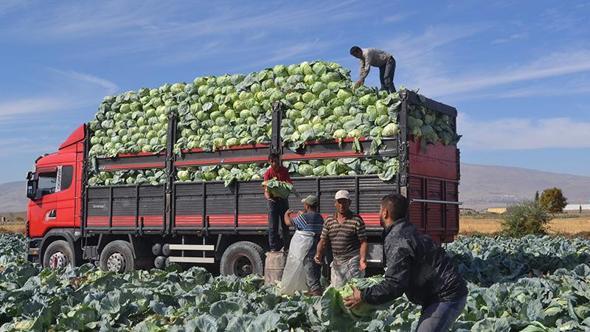 Türkiye'nin beyaz lahana üretiminin yüzde 20'si Niğde'den