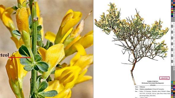 Toroslar’da yeni bitki türü keşfi; adı ‘Ermenek borcağı’ oldu