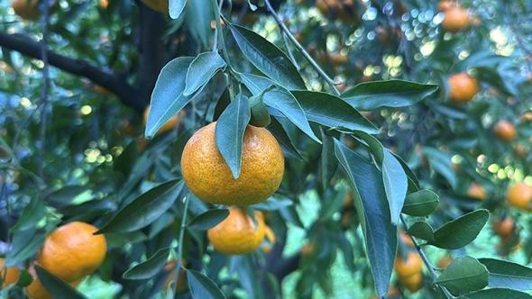Bodrum mandalinası bahçede 15-20, manavlarda 100 liradan satılıyor