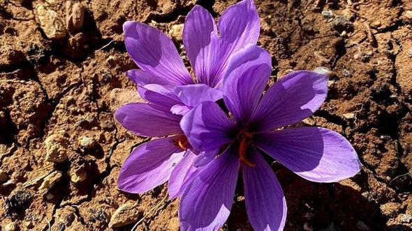 Siirt’te ilk safran üretimi