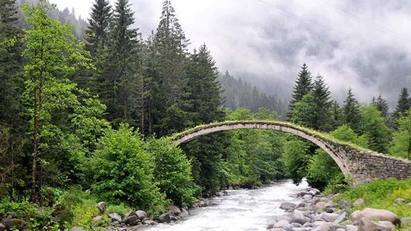 ‘İklim değişikliğiyle mücadelede en etkin silah ormanlar’
