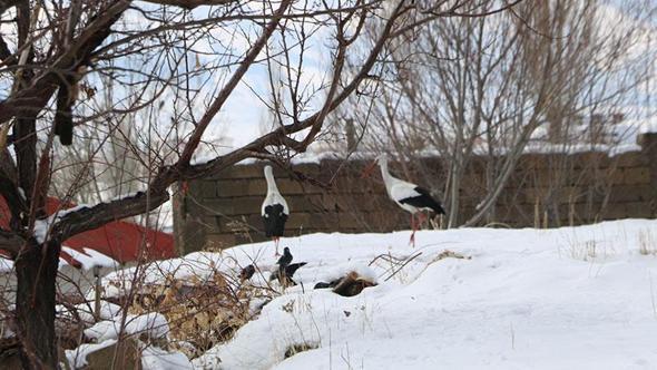 Yüksekova’da 23 yıldır göç etmeyen leyleklere yenileri eklendi