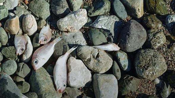 Datça’da ölü balıklar sahile vurdu