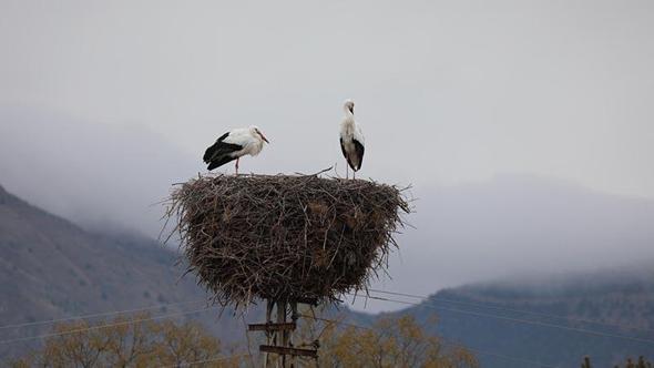 Köyü mesken tutan leylekler, 10 yıldır göç etmiyor