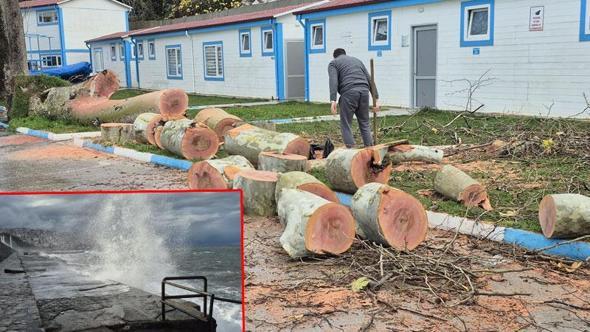 Zonguldak'ta kuvvetli rüzgar; 90 yaşındaki çınar ağacı devrildi