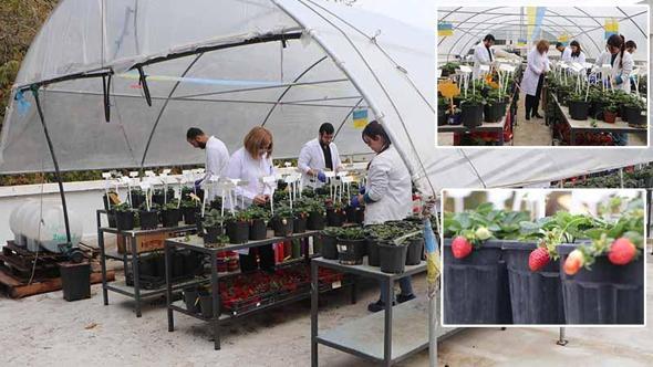 Öğrencileri olumsuz hava şartlarından korumak için fakültenin terasına sera kurdu