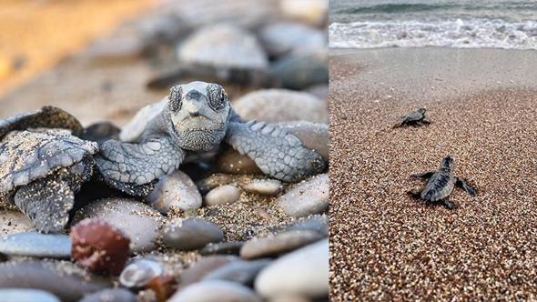 Antalya'da yarım milyona yakın caretta yavrusu denizle buluştu