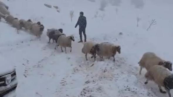 Karda mahsur kalan çoban ve 800 küçükbaş hayvan kurtarıldı