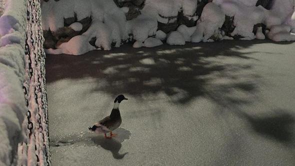 Göl dondu, ördekler yüzemeyince yürümeye başladı