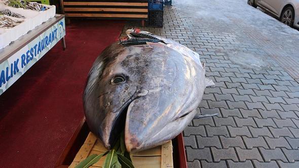 Düzce açıklarında bir gün sonra bu kez de 353 kiloluk orkinos yakalandı