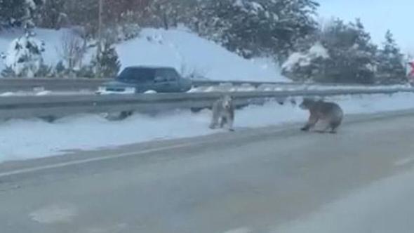 Kara yoluna çıkan bozayılar kamerada